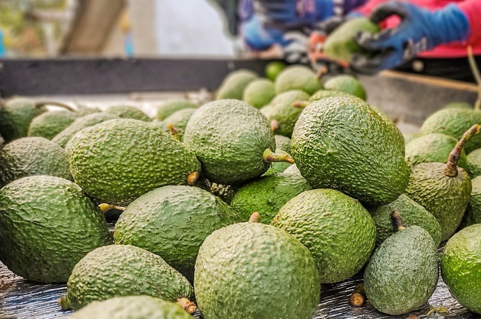 Aguacate